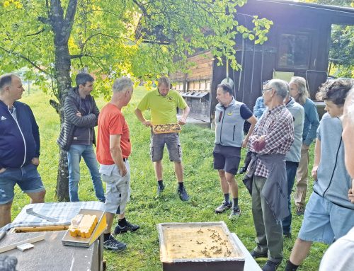 Vielflieger im Blütenparadies