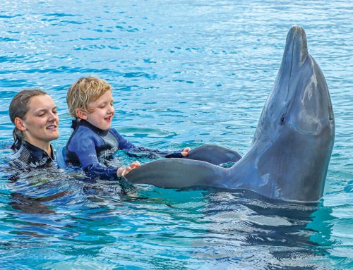 Loy und die Delphine